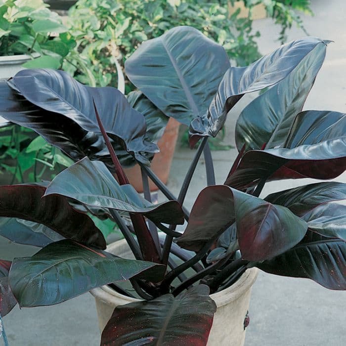 Philodendron Black Cardina 2