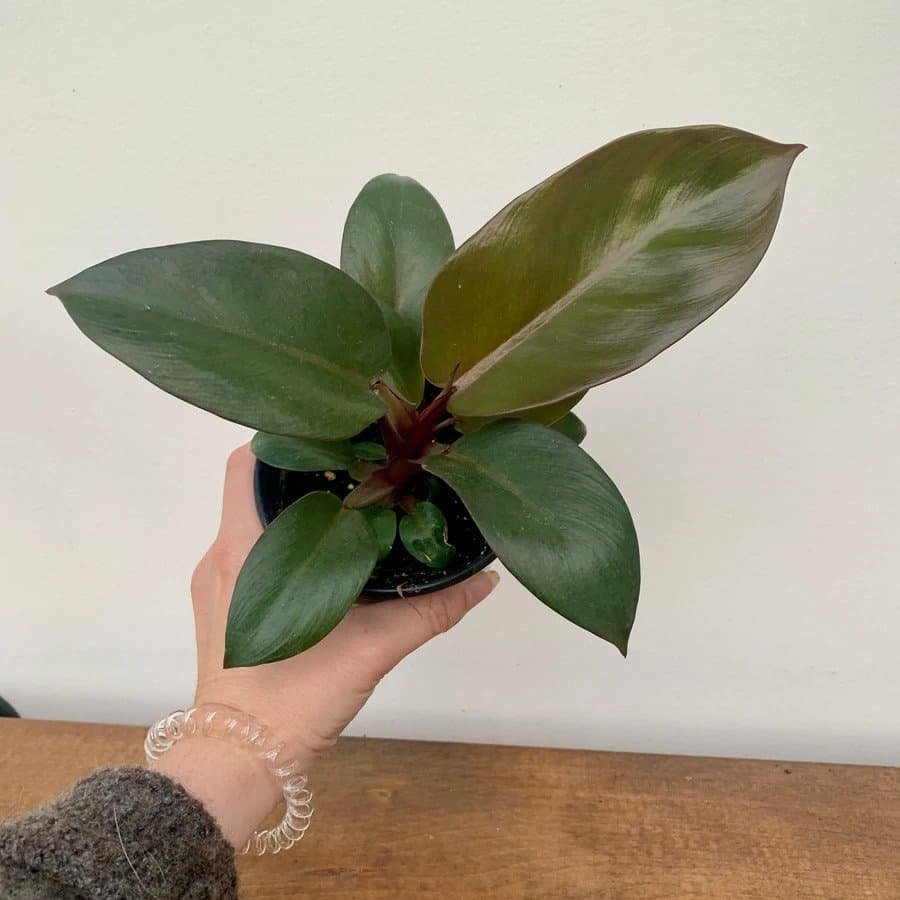 Philodendron Black Cardina 3