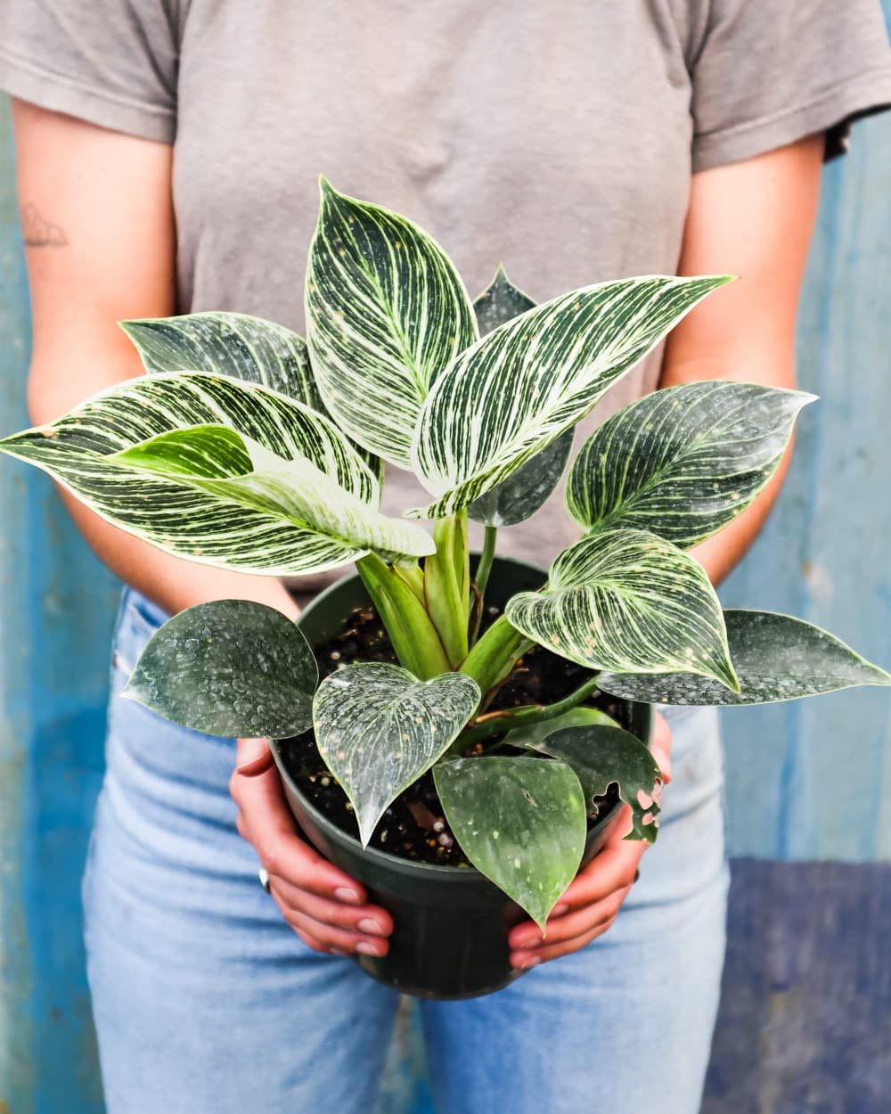 Philodendron Birkin ( Trầu Bà Kim Cương)