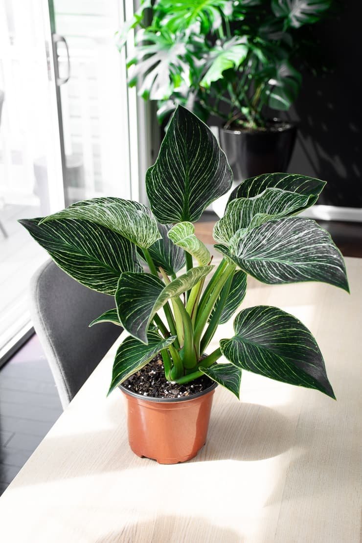 Philodendron Birkin ( Trầu Bà Kim Cương) 2