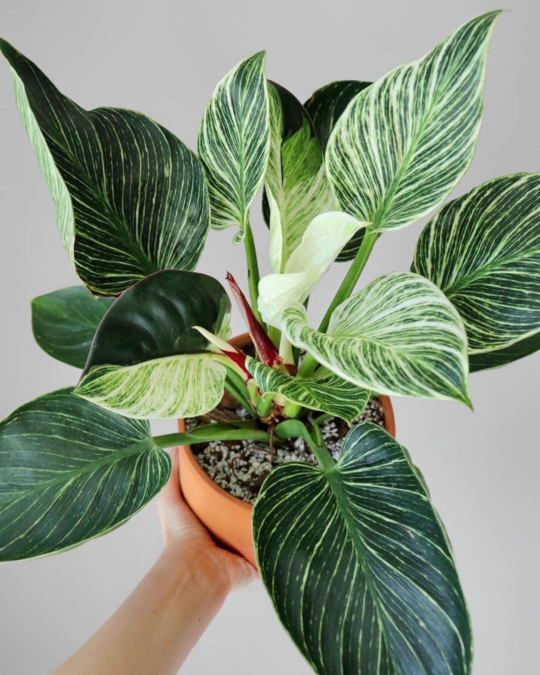 Philodendron Birkin ( Trầu Bà Kim Cương) 3