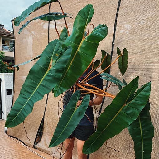 Philodendron Billietiae (Hạc Cam) 2