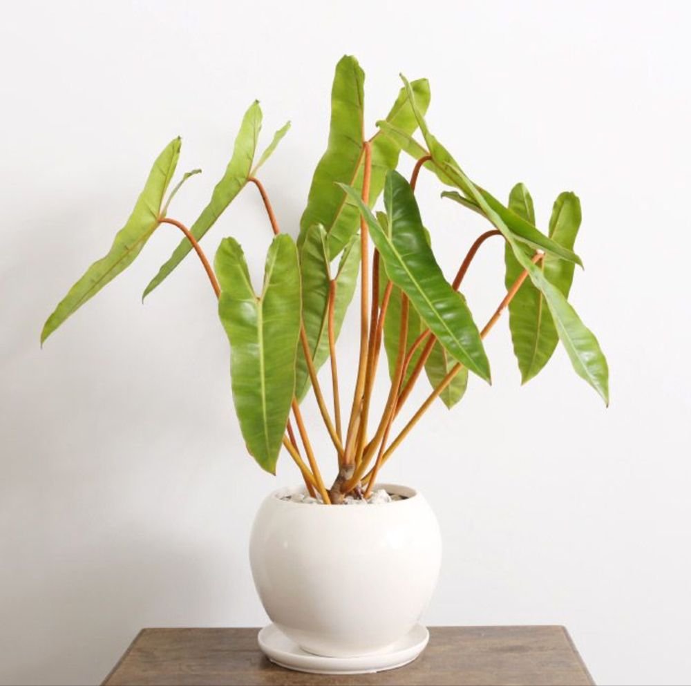 Philodendron Billietiae (Hạc Cam)