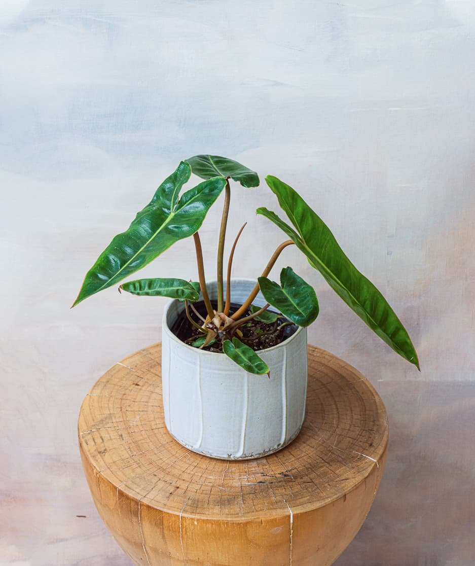 Philodendron Billietiae (Hạc Cam) 3