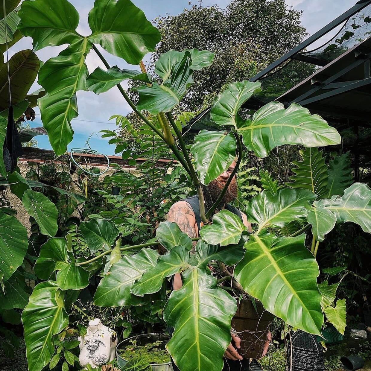 Philodendron Barrosoanum 2