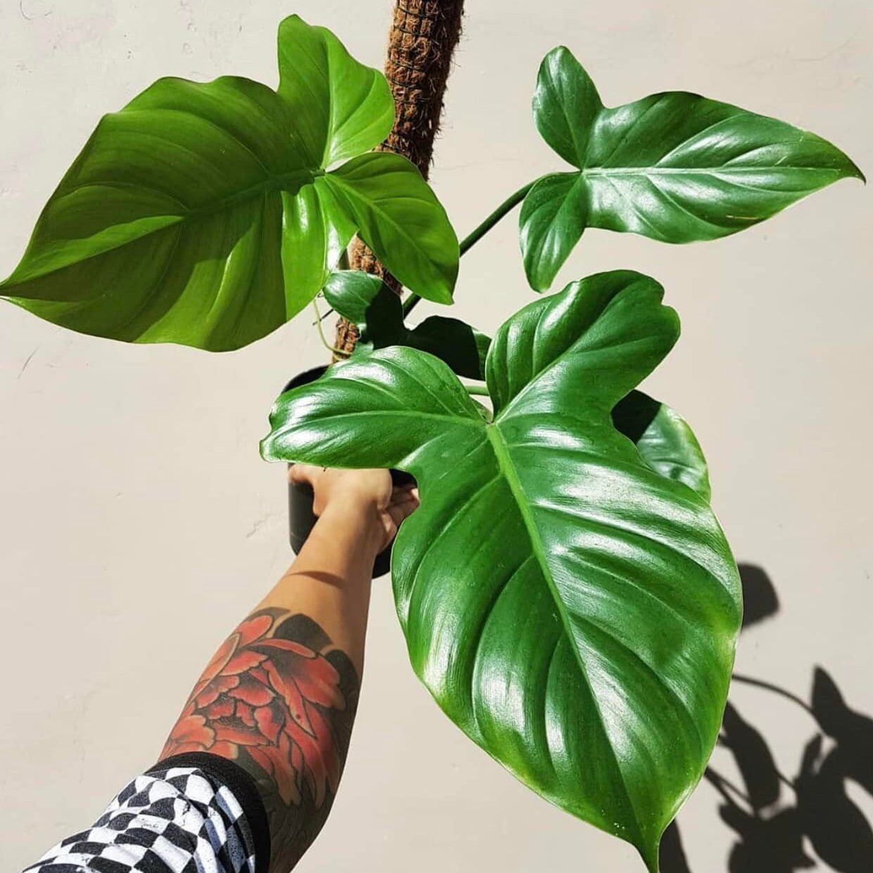 Philodendron Barrosoanum