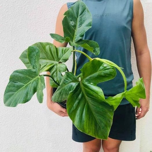 Philodendron Barrosoanum 3