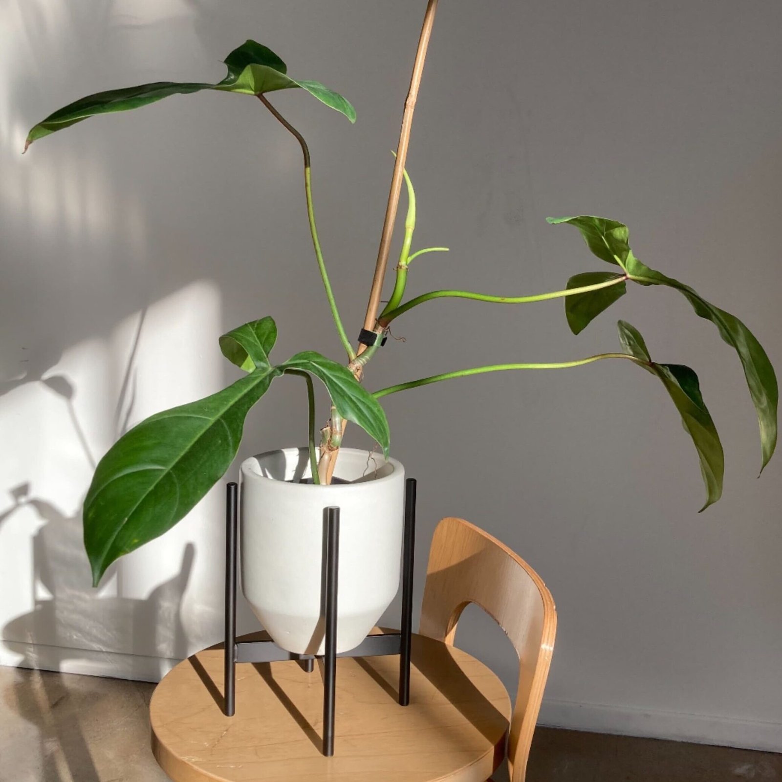 Philodendron