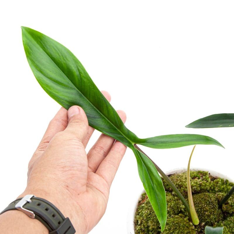 Philodendron 2