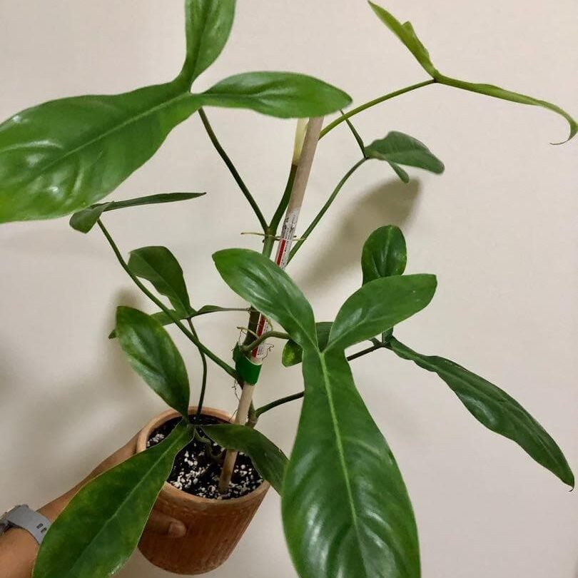 Philodendron 3