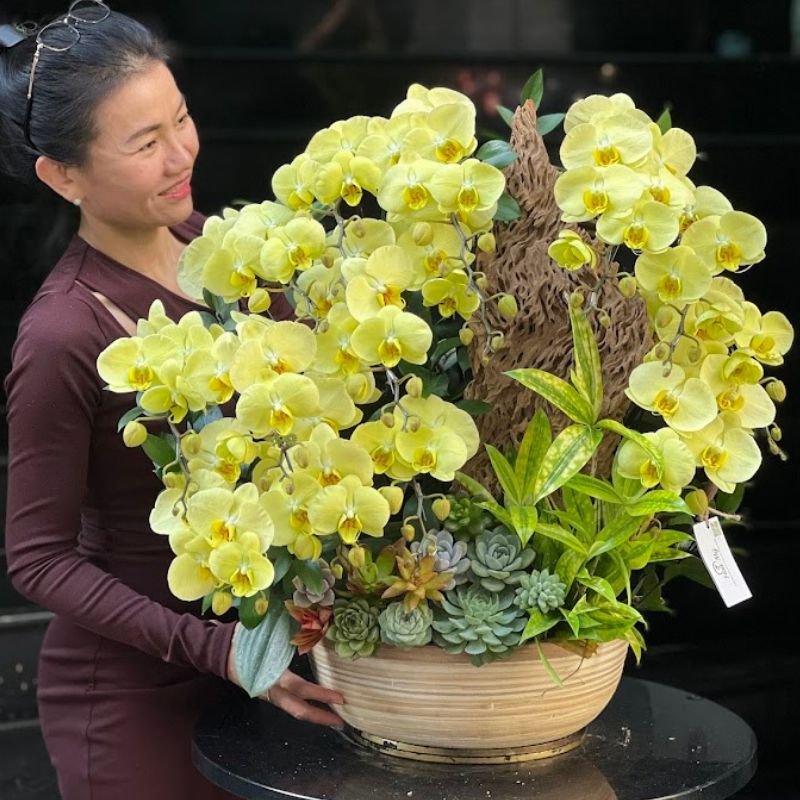 Lan Hồ Điệp Vàng Bơ Ghép Gỗ Lũa Mix Sen Đá - Chậu Hồ Điệp Xanh Bơ Sang Trọng