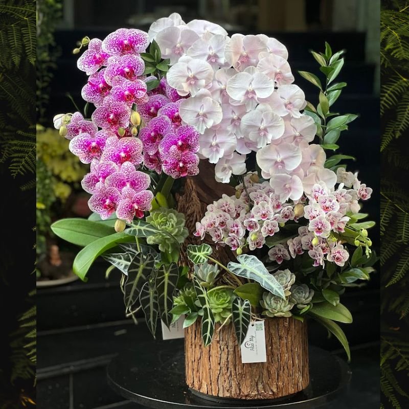 Hộp Gỗ Lan Hồ Điệp Mini Mix Lan Hồ Điệp Màu Tím Môn và Hồ Điệp Hồng Đột Biến Bông Lớn 3
