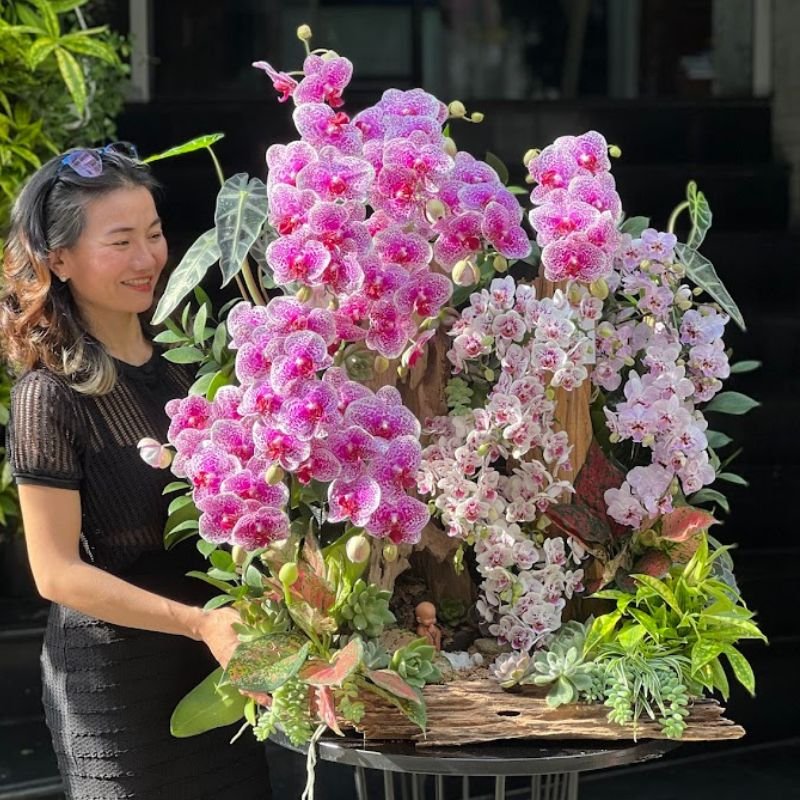 Chậu Lan Hồ Điệp Hồng Đột Biến Mix Lan Mini Trồng Gỗ Lũa