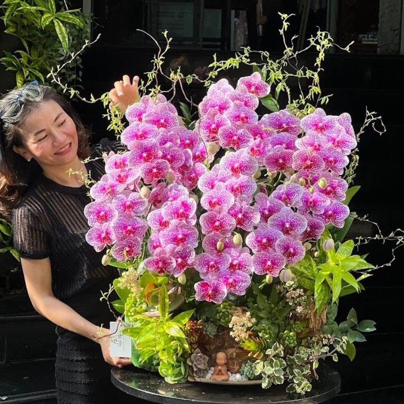Chậu Hoa Lan Hồng Đột Biến Ghép Gỗ Lũa Trang Trí Sen Đá, Cây Xanh Sống Động