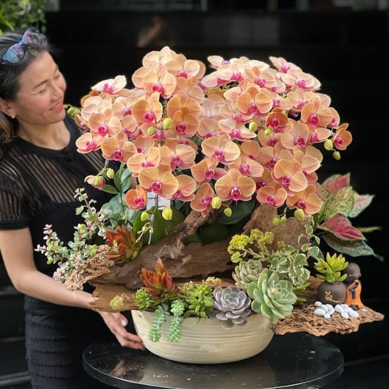 Lan Hồ Điệp Chậu Màu Cam Gạch Ghép Gỗ Lũa Sang Trọng