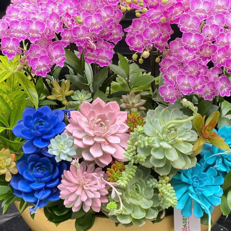 [Hoa chúc mừng ngày 8 tháng 3] Thuyền Hoa Lan Mini Hồng Mix Sen Đá 2