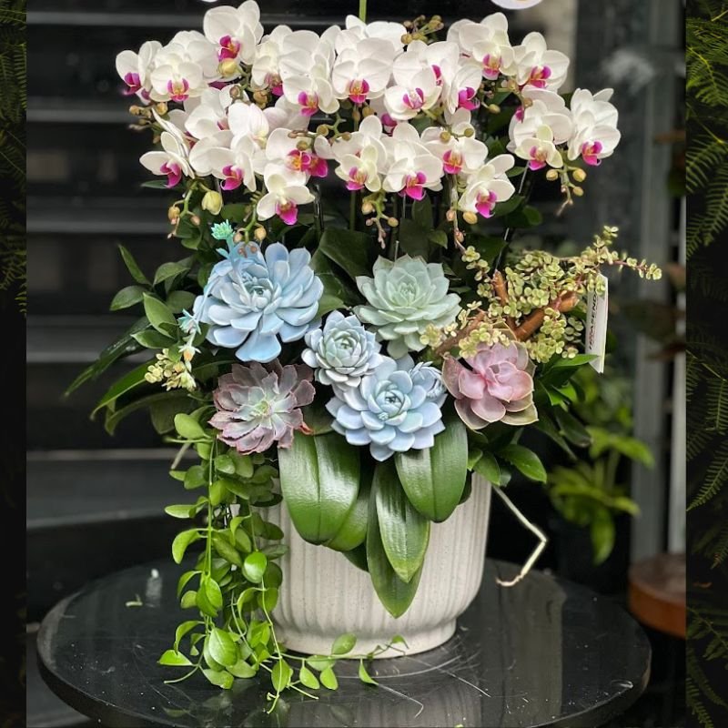 Hoa Sinh Nhật Cho Nữ: Chậu Lan Mini Trắng Nhụy Hồng Mix Sen Đá Hồng 2