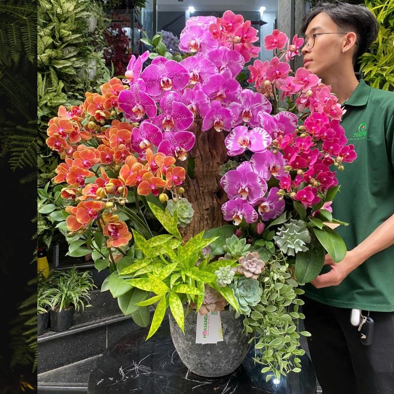 Hoa Tặng 8 3: Chậu Lan Hồ Điệp Nhiều Màu Tím, Hồng, Đỏ, Cam Ghép Gỗ Lũa Mix Sen Đá