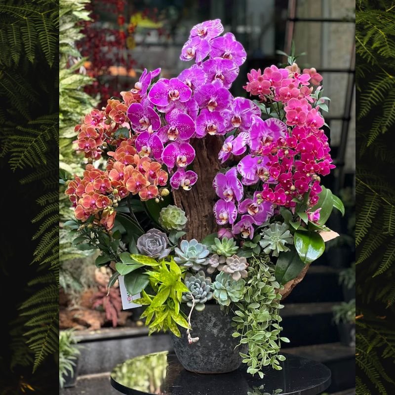 Hoa Tặng 8 3: Chậu Lan Hồ Điệp Nhiều Màu Tím, Hồng, Đỏ, Cam Ghép Gỗ Lũa Mix Sen Đá 2