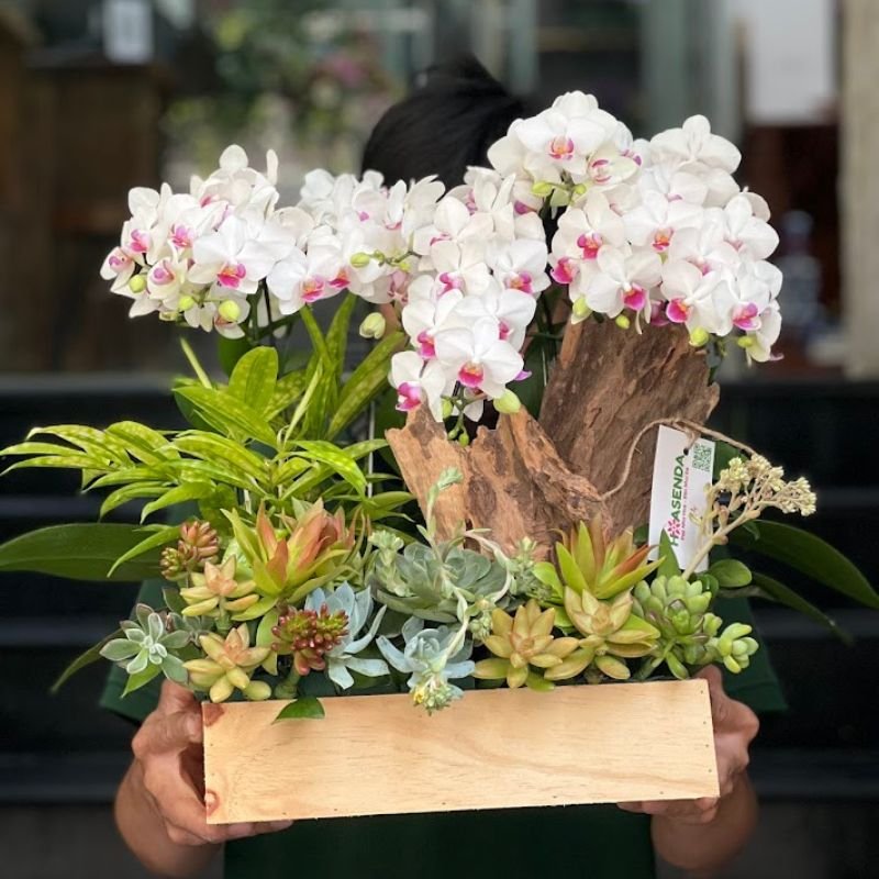 Lãng Hoa Đẹp Nhất: Chọn Tiểu Cảnh Lan Hồ Điệp Mix Sen Đá Ưu Điểm Gì 2