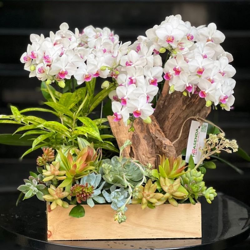 Lãng Hoa Đẹp Nhất: Chọn Tiểu Cảnh Lan Hồ Điệp Mix Sen Đá Ưu Điểm Gì