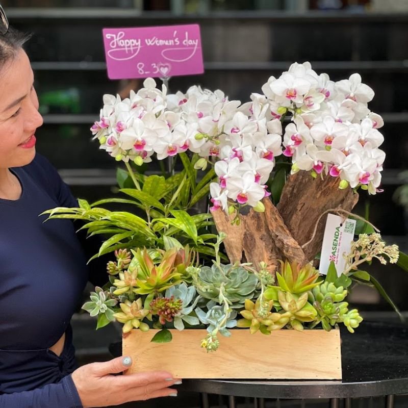 Lãng Hoa Đẹp Nhất: Chọn Tiểu Cảnh Lan Hồ Điệp Mix Sen Đá Ưu Điểm Gì 3