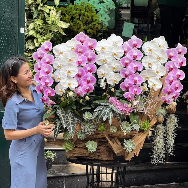 Lũa Lan Hồ Điệp Cao Cấp Mix Từ Hồ Điệp Trắng Và Hồng