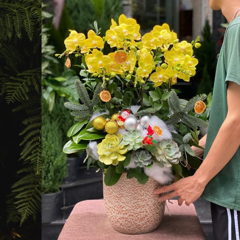 Lan Hồ Điệp Mini Chậu Màu Vàng Mix Sen Đá Thanh Lịch 2