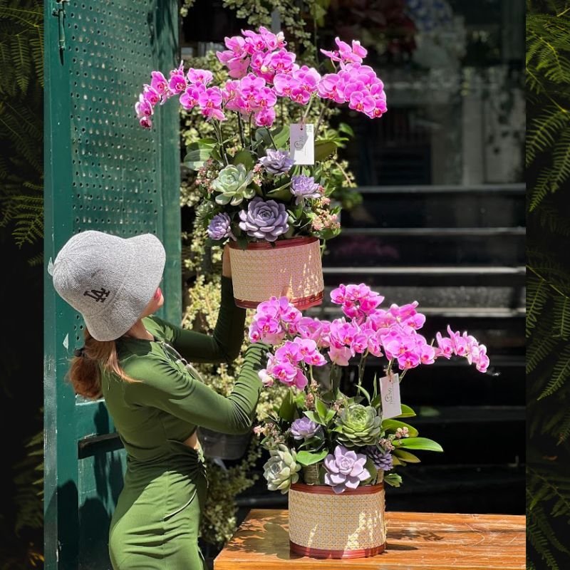 Lan Hồ Điệp Mãn Thiên Hồng Để Bàn Xinh Xắn Decor Cùng Sen Đá Và Lá Xanh - Đưa Thiên Nhiên Vào Ngôi Nhà Của Bạn 2