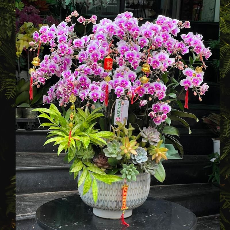 Chậu Lan Hồ Điệp Mini Đẹp Nhẹ Nhàng, Thanh Lịch Mix Sen Đá Chưng Showroom Cao Cấp