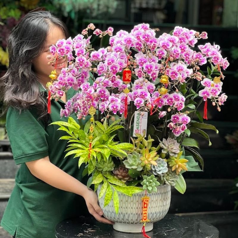 Chậu Lan Hồ Điệp Mini Đẹp Nhẹ Nhàng, Thanh Lịch Mix Sen Đá Chưng Showroom Cao Cấp 2