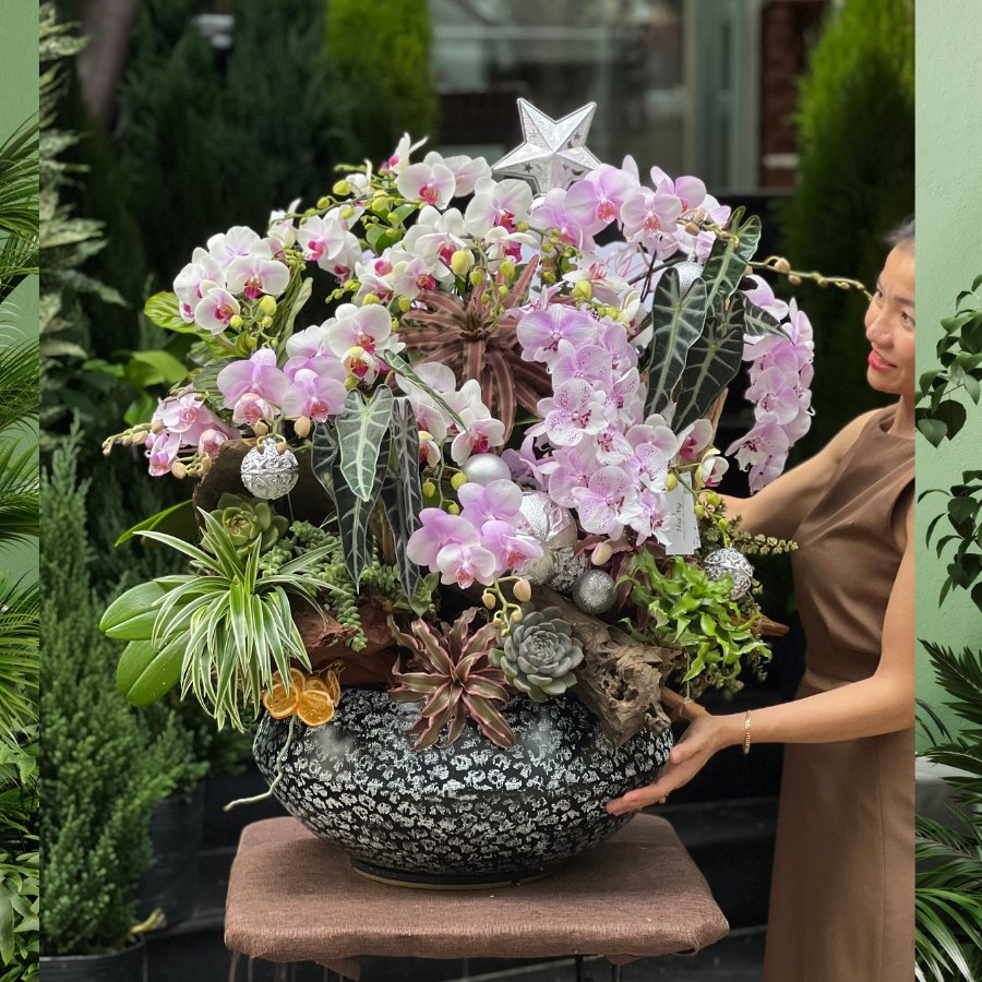 Chậu Lan Hồ Điệp Mini Thơm Ngọt Ngào Mix Sen Đá và Cây Xanh: Khu Vườn Thu Nhỏ Trong Ngôi Nhà Bạn 3