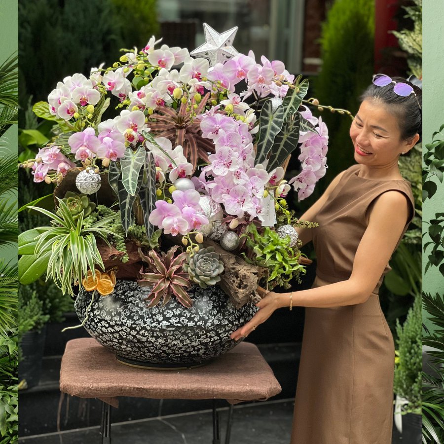 Chậu Lan Hồ Điệp Mini Thơm Ngọt Ngào Mix Sen Đá và Cây Xanh: Khu Vườn Thu Nhỏ Trong Ngôi Nhà Bạn