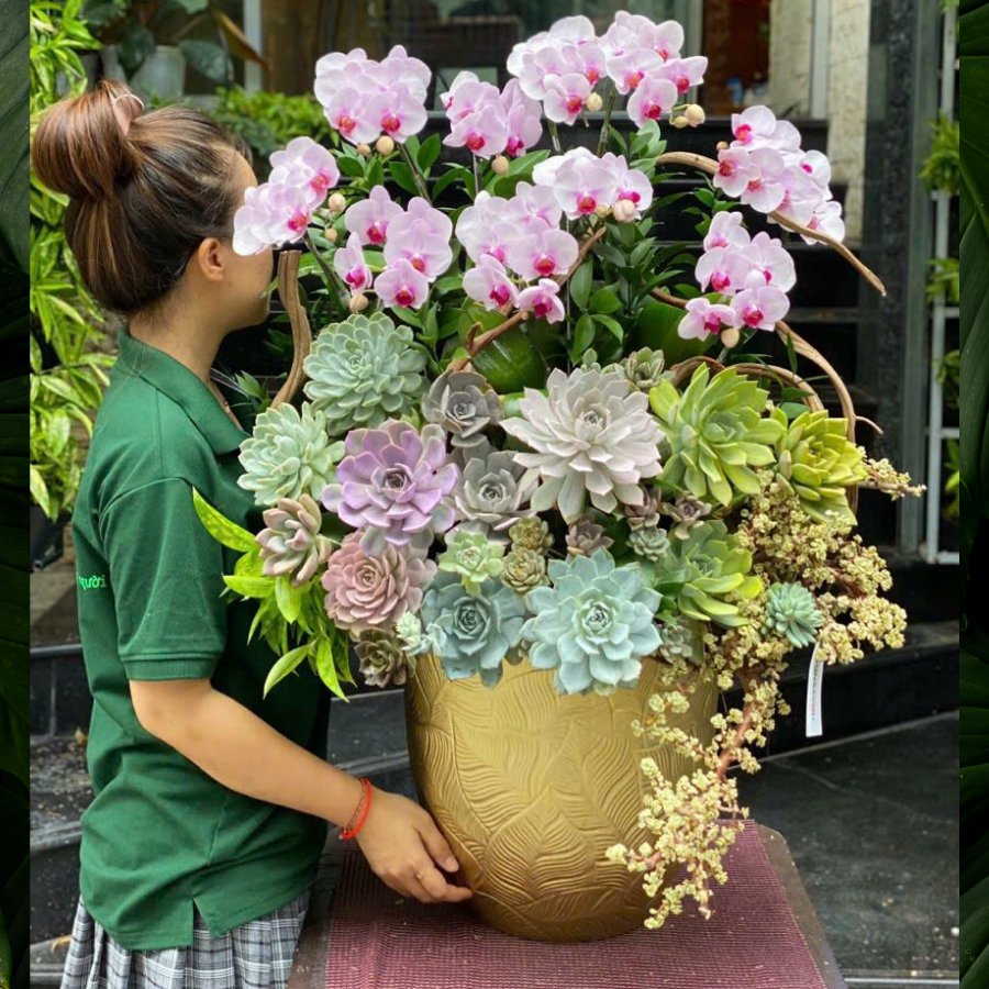 Chậu Lan Hồ Điệp Mini Giao Hàng Tận Nơi, Mix Sen Đá Sang Trọng, Bền Đẹp