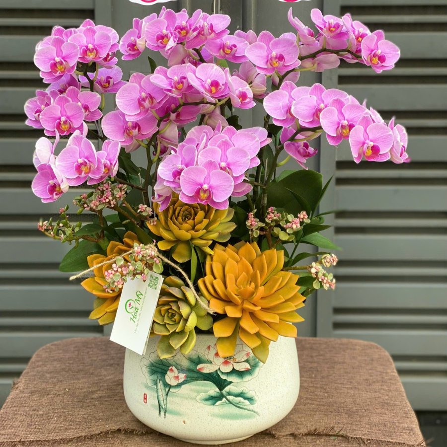 Chậu Lan Hồ Điệp Mini Hồng Cực Ngọt Ngào Mix Sen Đá Vàng Để Bàn Tặng Bạn Gái Ngày Sinh Nhật