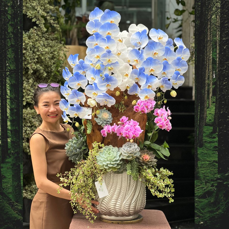 Lan Hồ Điệp Xanh Dương Mix Sen Đá Trồng Lũa Gỗ - Lẵng Hoa Sinh Nhật Đẹp Ấn Tượng Ghi Điểm Với Sếp Nữ