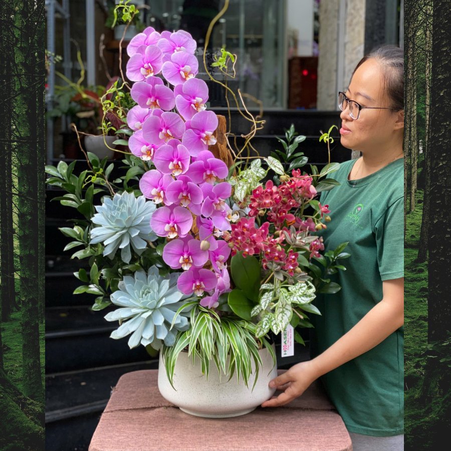 Lan Hồ Điệp Anna Tím Mix Sen Đá Xanh Ngọt Ngào - Chậu Hoa Sinh Nhật Cho Bạn Gái Thân Thiết