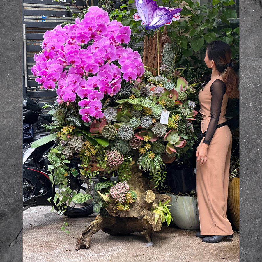 Tặng Hoa Sinh Nhật Khủng Có 102 Cho Đối Tác Với Lũa Lan Hồ Điệp Tím Mix Sen Đá Mang Ý Nghĩa Gì Đặc Biệt? 3