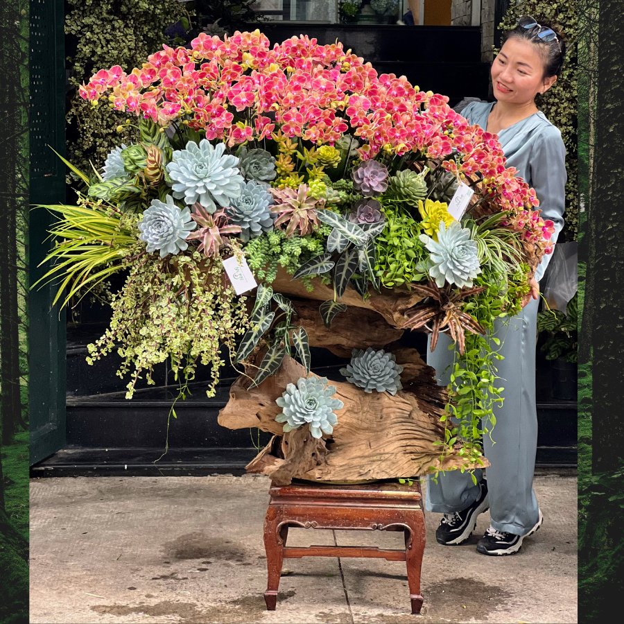 Lũa Lan Hồ Điệp Nhí Đỏ Mix Sen Đá Trên Lũa Gỗ Hoành Tráng Mừng Khai Trương Đại Cát Đại Lợi