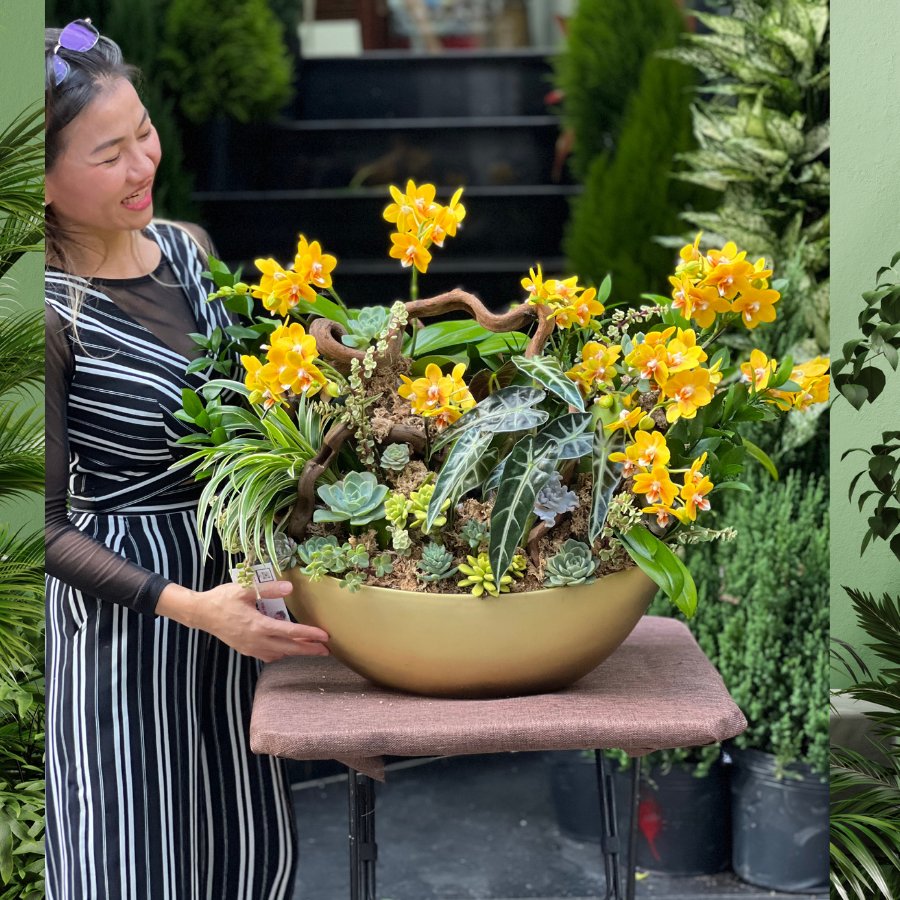 Chậu Lan Hồ Điệp Mini Vàng Mix Sen Đá Và Môn Quan Âm - Quà Tặng Người Lớn Tuổi
