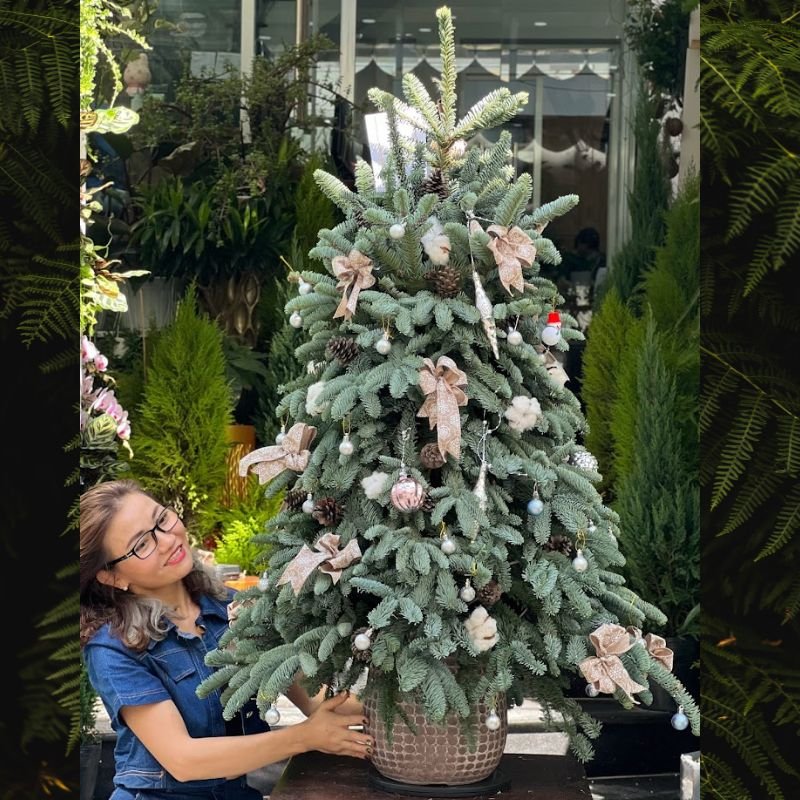 Cây Thông Noel Cao Cấp Thông Nhập Khẩu Đan Mạch Ghép Cành Trang Trí Sang Trọng