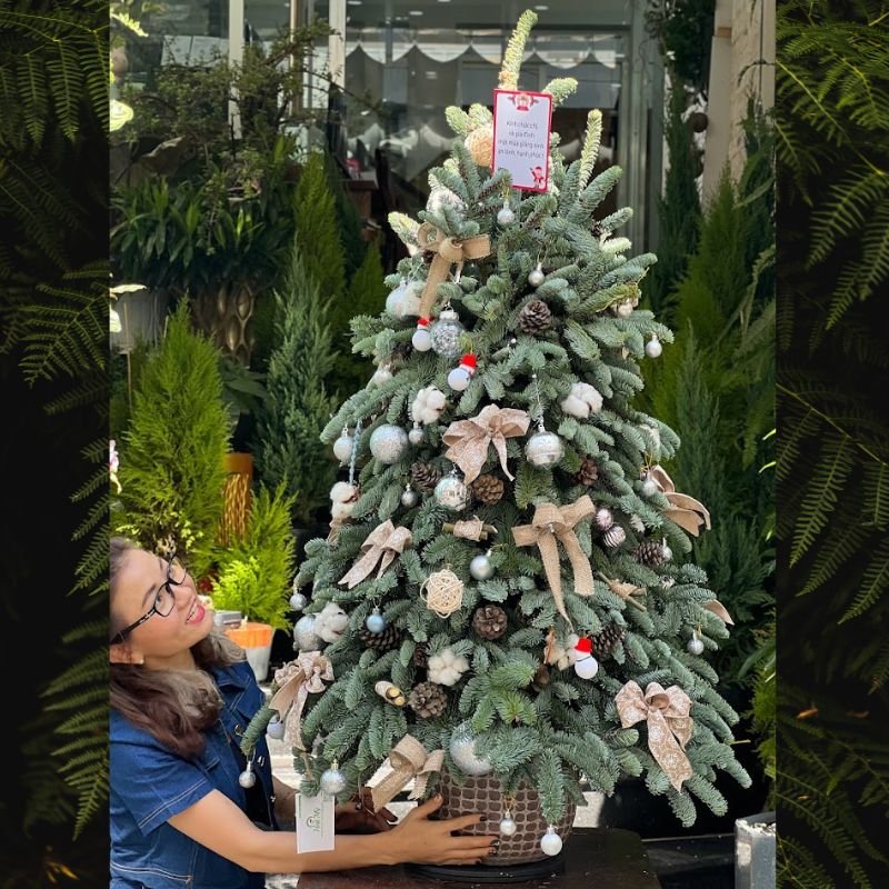 Cây Thông Noel Cao Cấp Thông Nhập Khẩu Đan Mạch Ghép Cành Trang Trí Sang Trọng 2