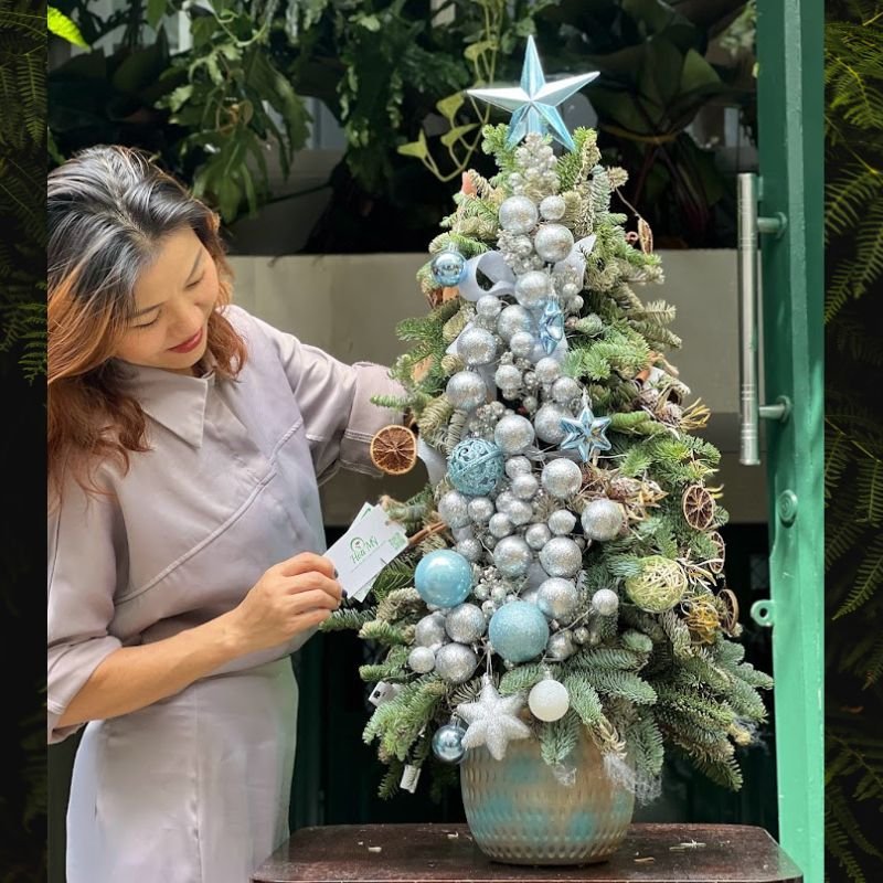 Cây Thông Tươi Đan Mạch Ghép Cành Để Bàn
