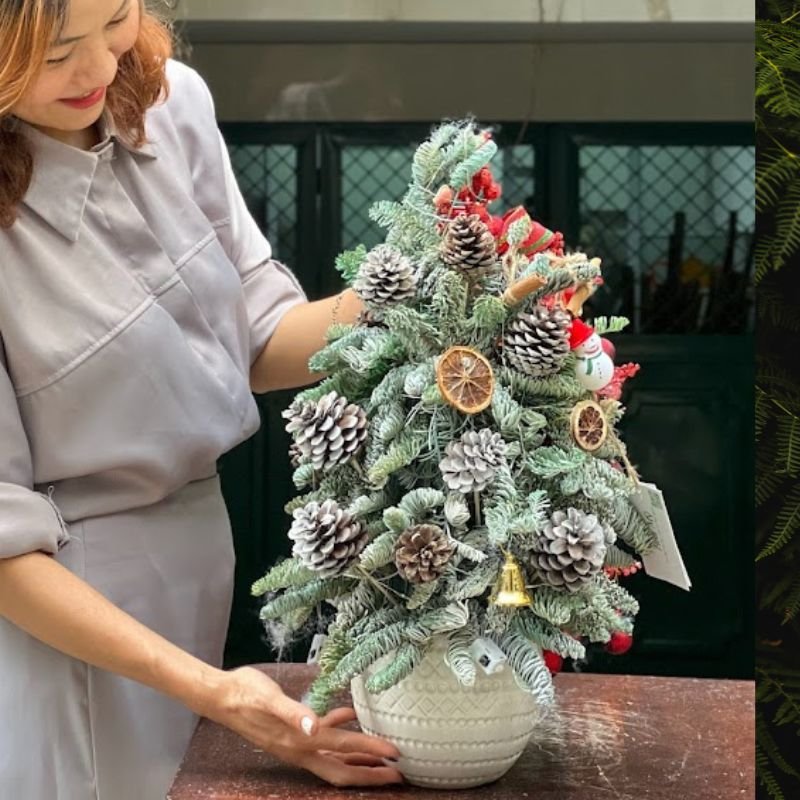 Mua Cây Thông Thật - Chậu Cây Thông Đan Mạch Để Bàn Ghép Cành