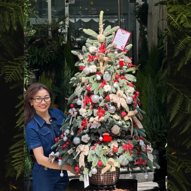 Cây Thông Nhập Khẩu Ghép Cành Thông Tươi Đan Mạch 2