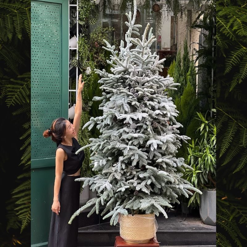 Cây Thông Noel Thật Nhập Khẩu Thông Đan Mạch Ghép Cành Cao Từ 1m8-2m2 2