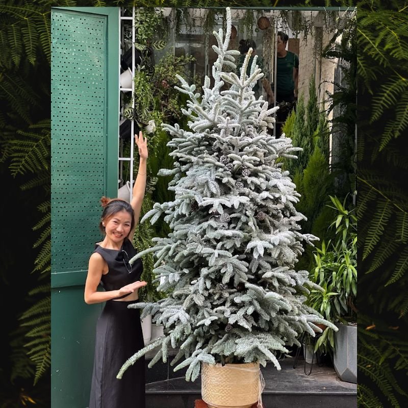 Cây Thông Noel Thật Nhập Khẩu Thông Đan Mạch Ghép Cành Cao Từ 1m8-2m2