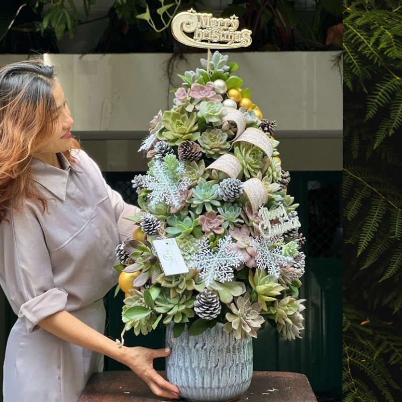Mua Cây Thông Noel Sen Đá Độc Đáo - Cây Thông Tươi Đẹp Bền Lâu