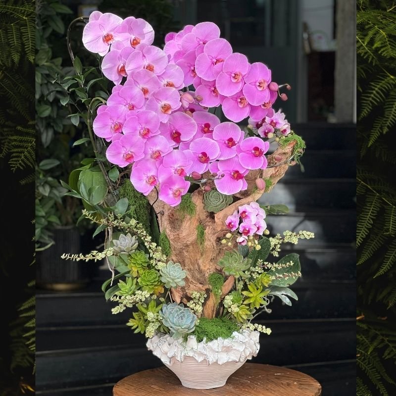 Hoa Mừng Khai Trương Đẹp - Chậu Gỗ Lũa Lan Hồ Điệp Hồng Mix Sen Đá 2