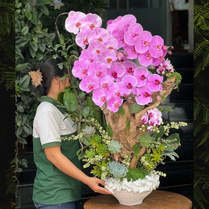 Hoa Mừng Khai Trương Đẹp - Chậu Gỗ Lũa Lan Hồ Điệp Hồng Mix Sen Đá